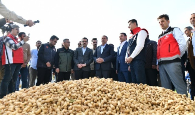 Şanlıurfa’da Yer Fıstığı Hasadı Vali Şıldak’ın Katılımıyla Gerçekleşti 