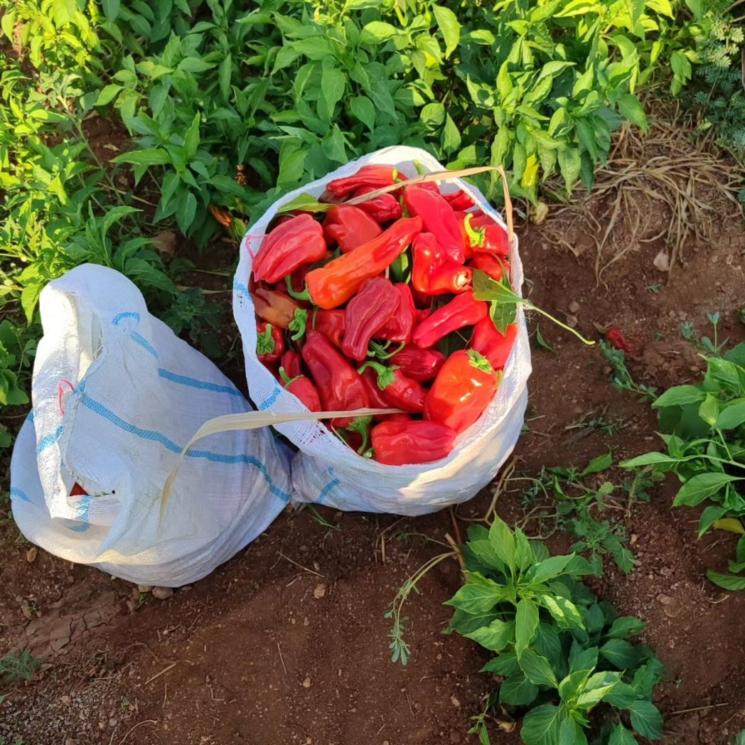 Urfa’da İsot Bu Yıl Ucuza Mal Olacak! Hergün Düşmeye Devam Ediyor…